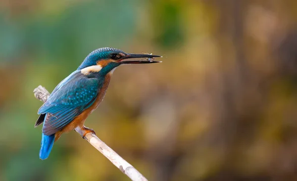 Vanlige Kungsfiskare Alcedo Det Här Fågeln Sitter Ovanför Grund Gammal — Stockfoto