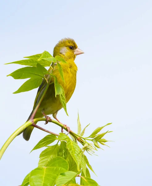 European Greenfinch Chloris Chloris Bird Sits Top Young Tree — Stock Photo, Image