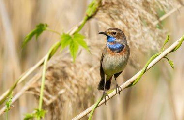Bluethroat, Luscinia svecica. Kuş baston sapının üzerinde oturur ve avını gagasında tutar.