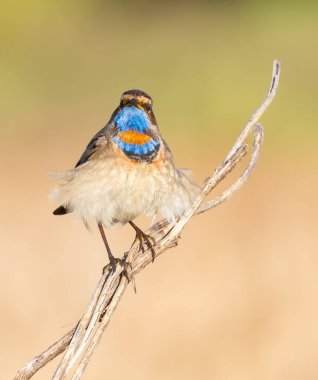 Bluethroat, Luscinia svecica. Kuş bir baston sapının üzerinde oturur ve doğrudan objektife bakar. Aşağıdan gelen tüyler rüzgarda bir etek gibi şişmişti.