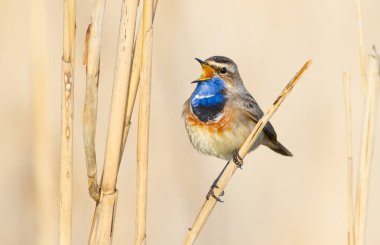 Bluethroat, Luscinia svecica. Erkek kuş baston sapına oturur ve şarkı söyler.
