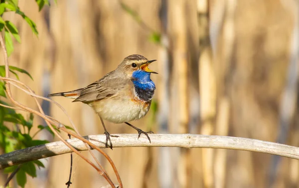 Bluethroat Luscinia Svecica オスの鳥は杖の茎に座って歌います — ストック写真