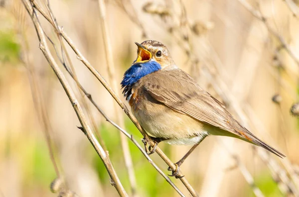 Bluethroat Luscinia Svecica Pták Sedí Třtinovém Stonku Zpívá — Stock fotografie