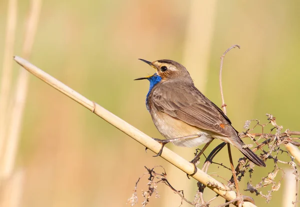 Bluethroat Luscinia Svecica Male Bird Sits Cane Stalk Sings — Stock Photo, Image