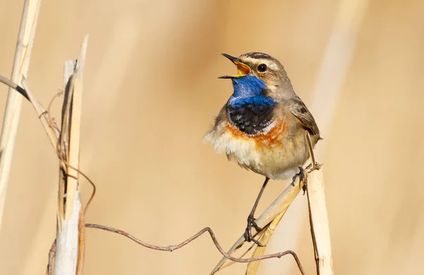 Bluethroat, Luscinia svecica. Erkek kuş baston sapına oturur ve şarkı söyler.
