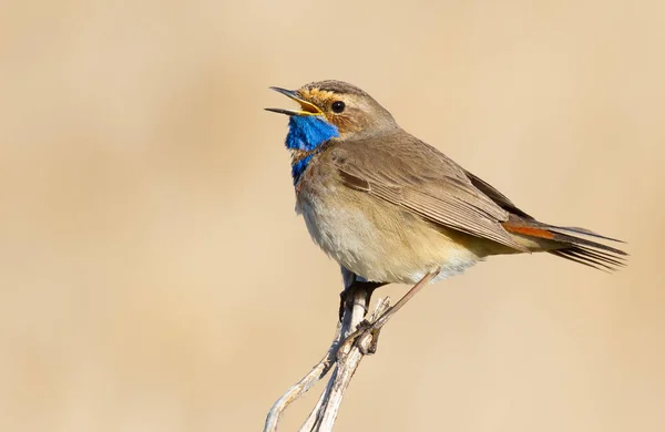 Bluethroat, Luscinia svecica. Erkek kuş bitkinin sapına oturur ve şarkı söyler.