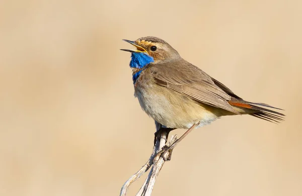 Bluethroat Luscinia Svecica Male Bird Sits Stem Plant Sings — Stock Photo, Image