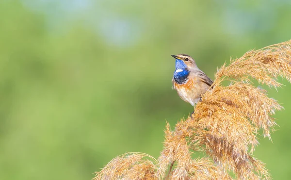 Bluethroat Luscinia Svecica Burung Jantan Duduk Atas Alang Alang Dengan — Stok Foto