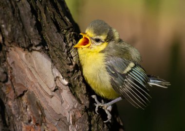 Eurasian blue tit, Cyanistes caeruleus. The chick climbs up the tree trunk and calls its parents, asks for food clipart