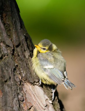 Eurasian blue tit, Cyanistes caeruleus. The chick climbed onto a tree trunk and basked in the sun