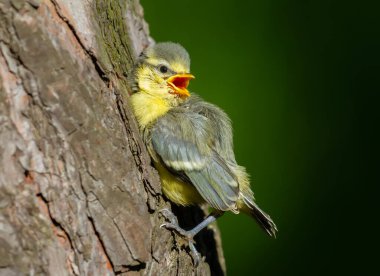Eurasian blue tit, Cyanistes caeruleus. The chick climbs up the tree trunk and calls its parents, asks for food