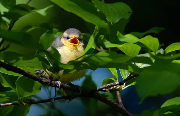 Eurasian Blue Tit Cyanistes Caeruleus Young Bird Sitting Branch Leaves — Stock Photo, Image