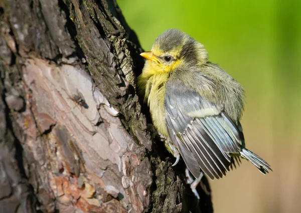 Eurasian Blue Tit Cyanistes Caeruleus Chick Climbed Tree Trunk Basked — Stok fotoğraf