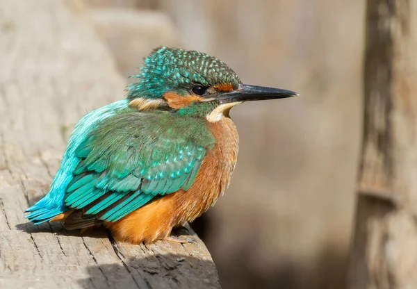 Obyčejný Ledňáček Alcedo Mladý Pták Sedí Dřevěném Mostě Nad Řekou — Stock fotografie