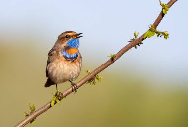 Bluethroat, Luscinia svecica. Genç bir ağacın dalında oturan kuş ötüyor.