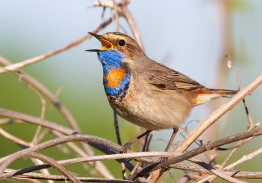 Bluethroat, Luscinia svecica. Kuş nehir kıyısındaki çalılıklarda oturur ve şarkı söyler.