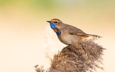 Bluethroat, Luscinia svecica. Erkek kuş kamışın tepesinde güzel bir arka planda oturur.