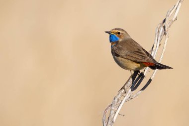 Bluethroat, Luscinia svecica. Kuş, güzel bir bej arka planda bir bitkinin gövdesine oturur.
