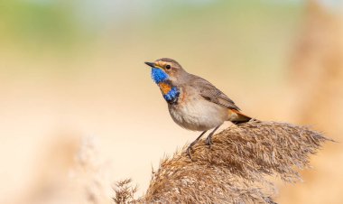Bluethroat, Luscinia svecica. Erkek kuş kamışın tepesinde güzel bir arka planda oturur.