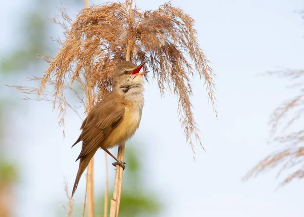 Rohrsänger Acrocephalus Arundinaceus Der Vogel Sitzt Auf Einem Rohrstock Und — Stockfoto