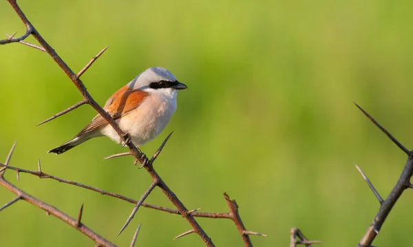 Grillo Dal Dorso Rosso Lanius Collurio Uccello Maschio Siede Cespuglio — Foto Stock