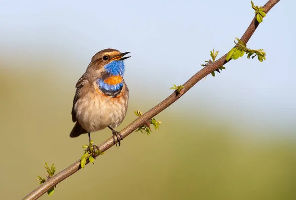 Bluethroat, Luscinia svecica. Genç bir ağacın dalında oturan kuş ötüyor.