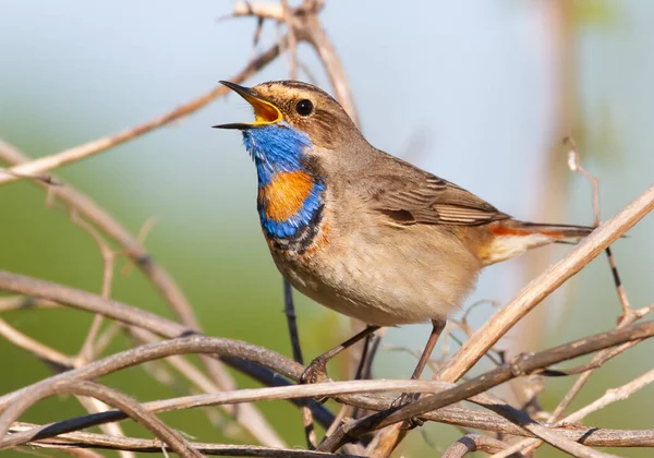 Bluethroat, Luscinia svecica. Kuş nehir kıyısındaki çalılıklarda oturur ve şarkı söyler.
