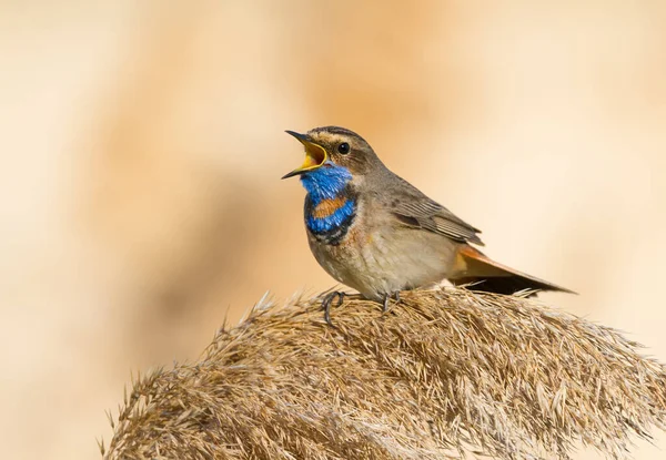 Bluethroat Luscinia Svecica 美しい背景に葦の上に鳥が座って歌う — ストック写真