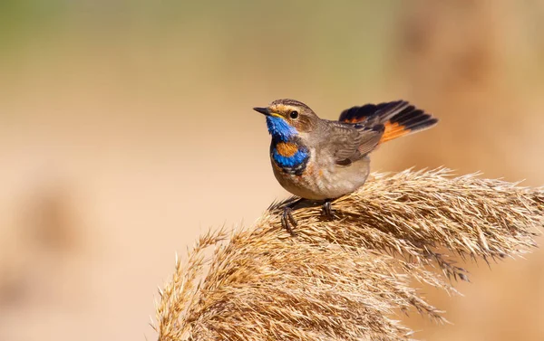 Bluethroat Luscinia Svecica リードのふわふわの上に座って ファンのように彼の尾を広げる — ストック写真