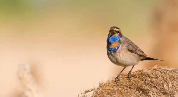 Bluethroat Luscinia Svecica 美しい背景に葦の上に鳥が座って歌う — ストック写真