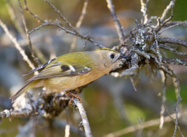 Goldcrest, Regulus Regulus. Avrasya 'nın en küçük kuşu bir thuja ağacının dalında oturur.
