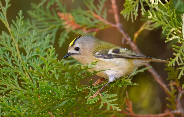 Goldcrest Regulus Regulus Den Minsta Fågeln Eurasien Sitter Thuja Trädgren — Stockfoto