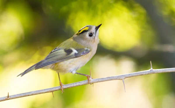 Goldcrest Regulus Regulus Pássaro Senta Ramo Com Espinhos Olha Para — Fotografia de Stock