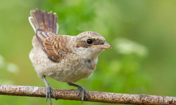 Pie Grièche Dos Rouge Lanius Collurio Poussin Jeune Oiseau Assis — Photo