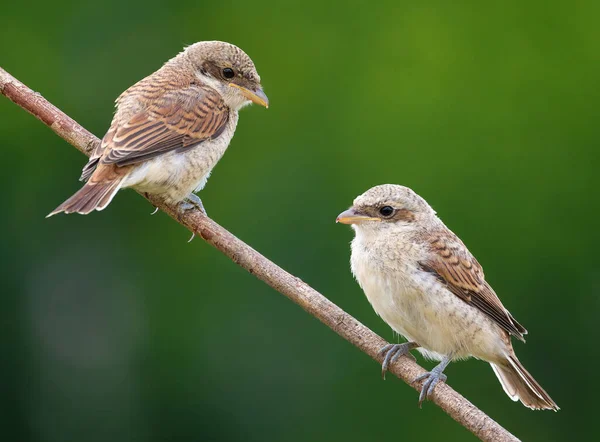 Pie Grièche Dos Rouge Lanius Collurio Deux Jeunes Oiseaux Assoient — Photo