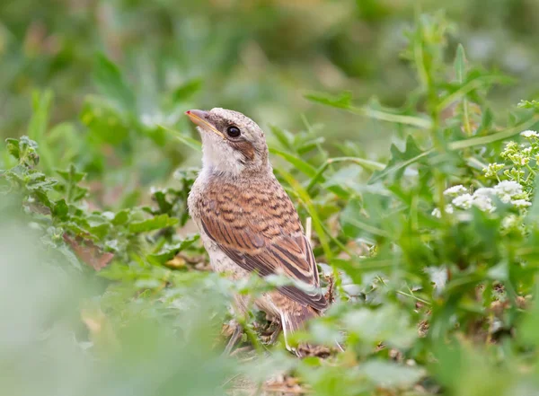 Red Backed Shrike Lanius Collurio Young Bird Sits Ground Grass — Stock Photo, Image