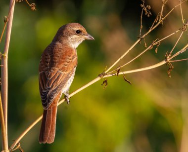 Kırmızı sırtlı örümcekkuşu, Lanius Collurio. Sabahın erken saatlerinde dişi bir kuş bir bitkinin kuru gövdesine oturur. Güneş modeli çok güzel aydınlatıyor.