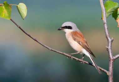 Red-backed shrike, Lanius collurio. The bird sits on a branch on a beautiful background clipart