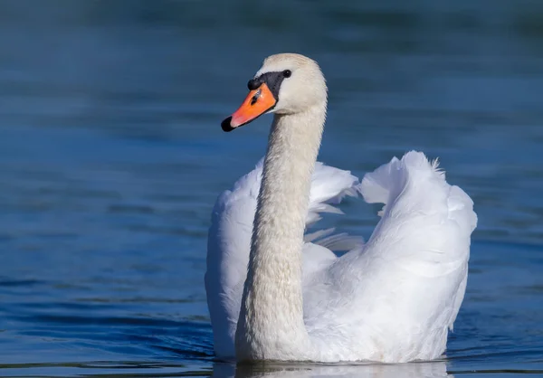 Stum Svan Cygnus Olor Tidigt Morgonen Flyter Majestätisk Fågel Flodens — Stockfoto