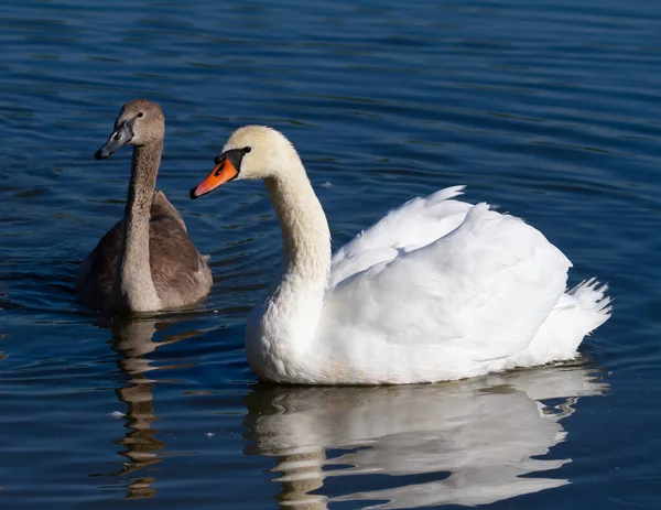 Cisne Mudo Cygnus Olor Pássaro Adulto Seu Filhote Nadam Rio — Fotografia de Stock