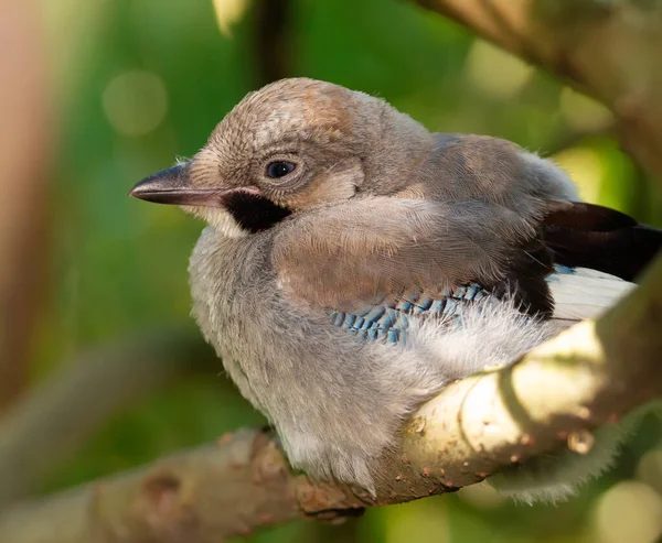 Євразійська Сойка Garrulus Glandarius Молодий Птах Сидить Густій Гілці Дерева — стокове фото