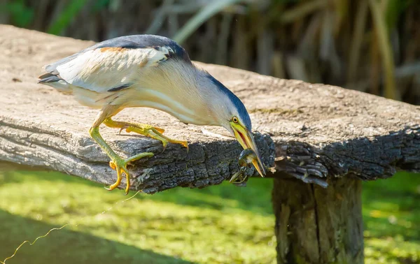 Petit Butor Ixobrychus Minutus Oiseau Pêcher Tout Tenant Sur Vieux — Photo