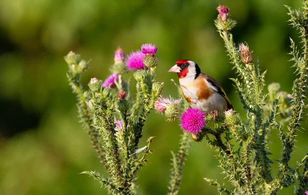 Avrupa ispinozu, Carduelis carduelis. Devedikeni üzerinde oturan ve tohumları yiyen bir kuş.
