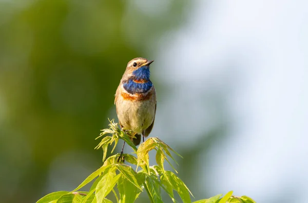 Bluethroat Luscinia Svecica 鳥は若い木の上に座っている — ストック写真
