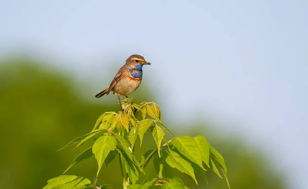 Blaukehlchen Luscinia Svecica Der Vogel Sitzt Auf Der Spitze Eines — Stockfoto