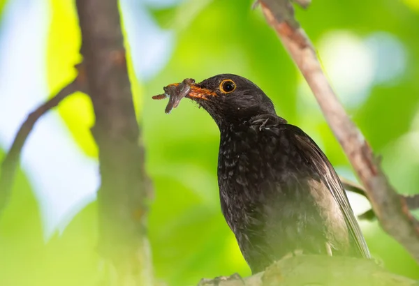 Common blackbird, Turdus merula. The male sits on a branch and holds prey in its beak to feed its chicks