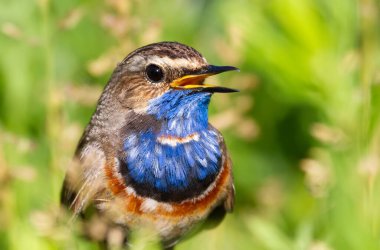 Bluethroat, Luscinia svecica. Bir kuşun yakından, erkek güzel yeşil bir arka planda şarkı söyler.