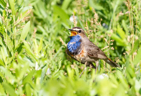 Bluethroat Luscinia Svecica 草や野の花や他の植物の中に地面に座って 男性の歌 — ストック写真