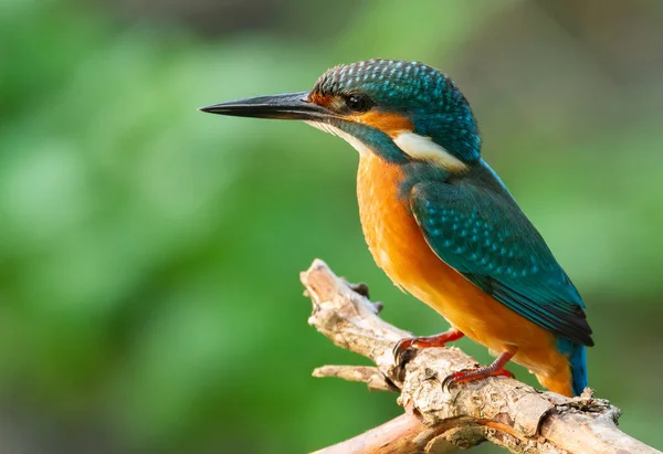 Common Kingfisher Alcedo Atthis Bird Sits Old Dry Branch River — Stock Photo, Image