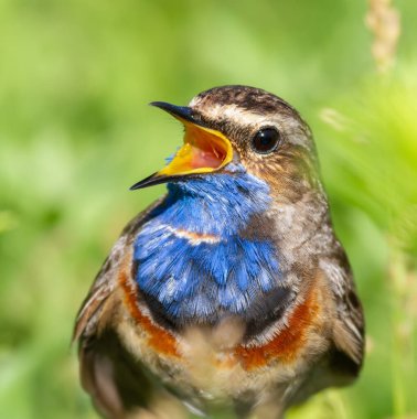 Bluethroat, Luscinia svecica. Bir kuşun yakından, erkek güzel yeşil bir arka planda şarkı söyler.